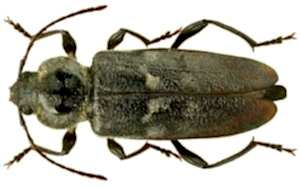 fot.2 Spuszczel pospolity (Hylotrupes bajulus)