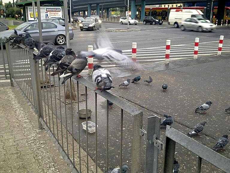 Ochrona budynków użyteczności publicznej przed gołębiami